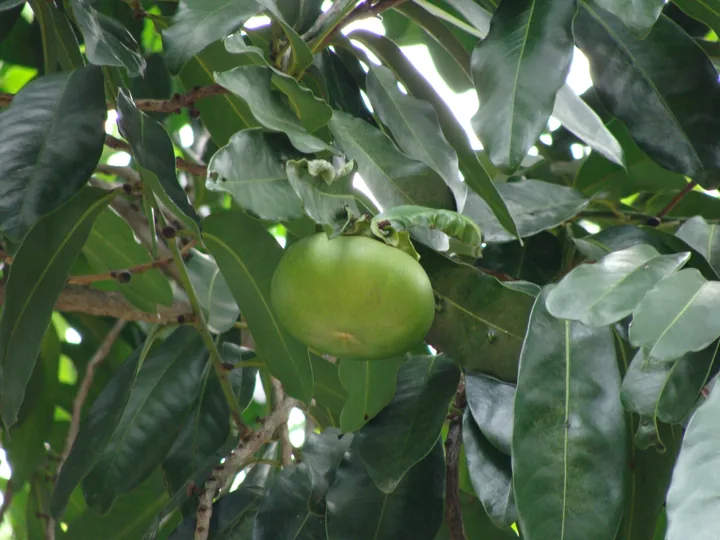 A whole green black sapote fruit growing among leaves on a tree, with its calyx and attachment visible.