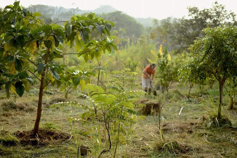 A gardener working among young fruit trees on the farm