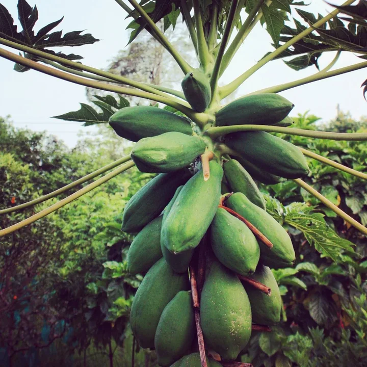 Green papayas clustered beneath large leaves