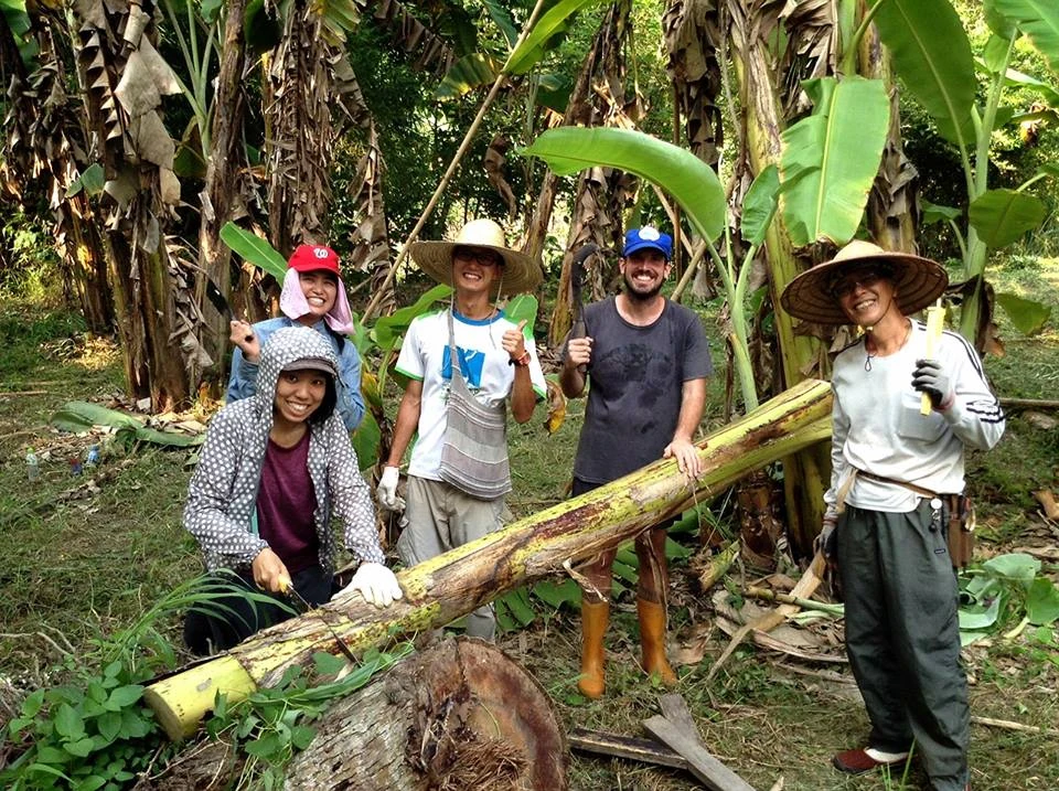 Volunteers carrying a cut banana stem among the plants