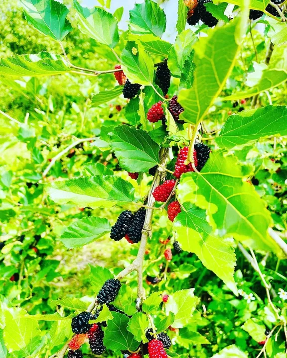 Ripening mulberries among bright green leaves
