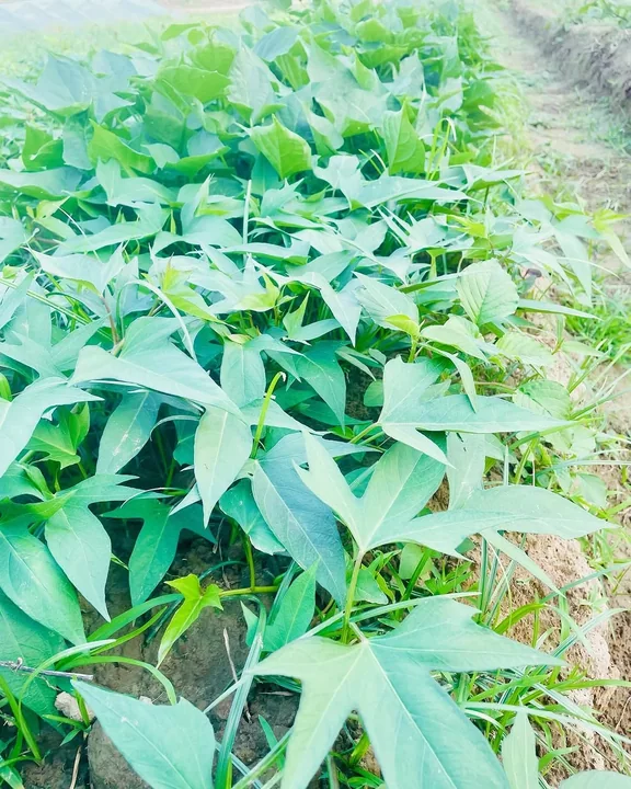 A dense bed of bright green sweet potato leaves