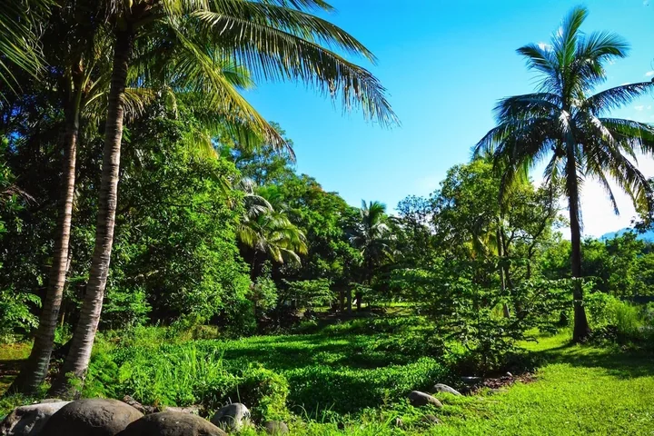 Coconut palms and lush greenery around the lotus pond