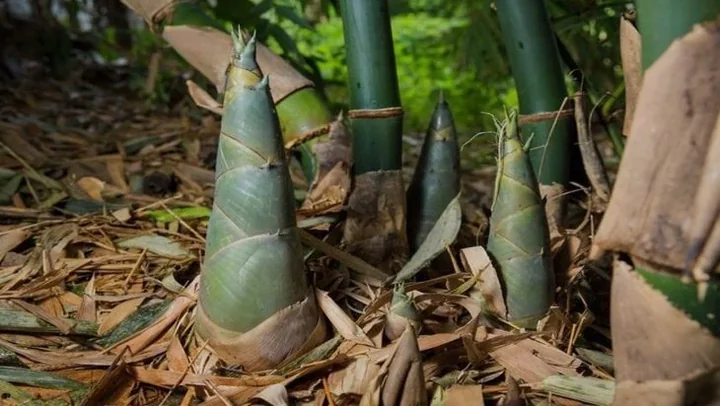 Young bamboo shoots emerging beside mature bamboo