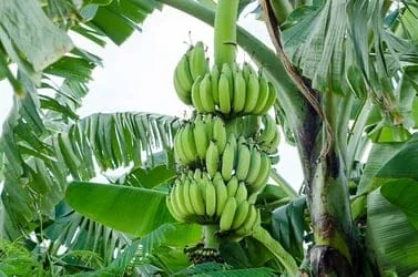 A large bunch of green bananas on the plant