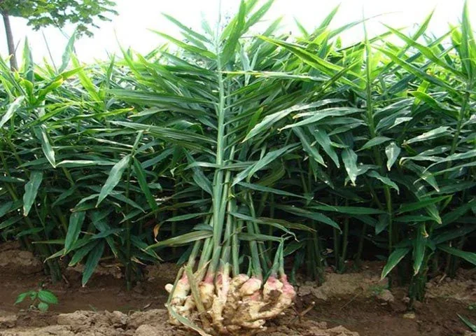 Ginger plants and freshly harvested rhizomes