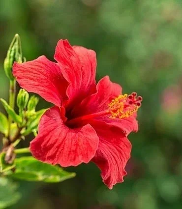 A red hibiscus flower among green leaves