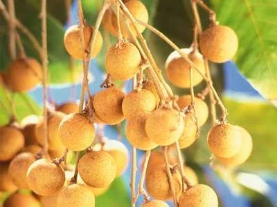 A cluster of round brown longan fruits on a branch