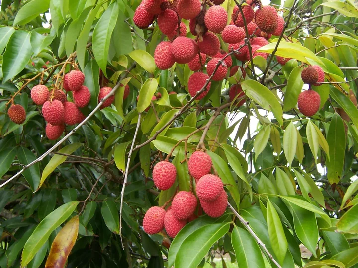 Red lychees growing among green leaves