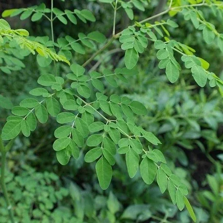 The small green leaves of a moringa plant