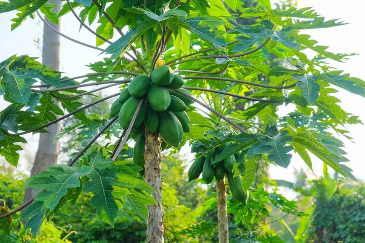 A cluster of green papayas beneath the leaves