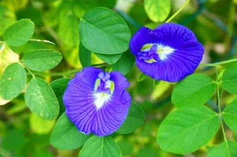 Vivid blue pea flowers among green leaves